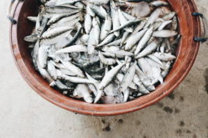 sardines venice